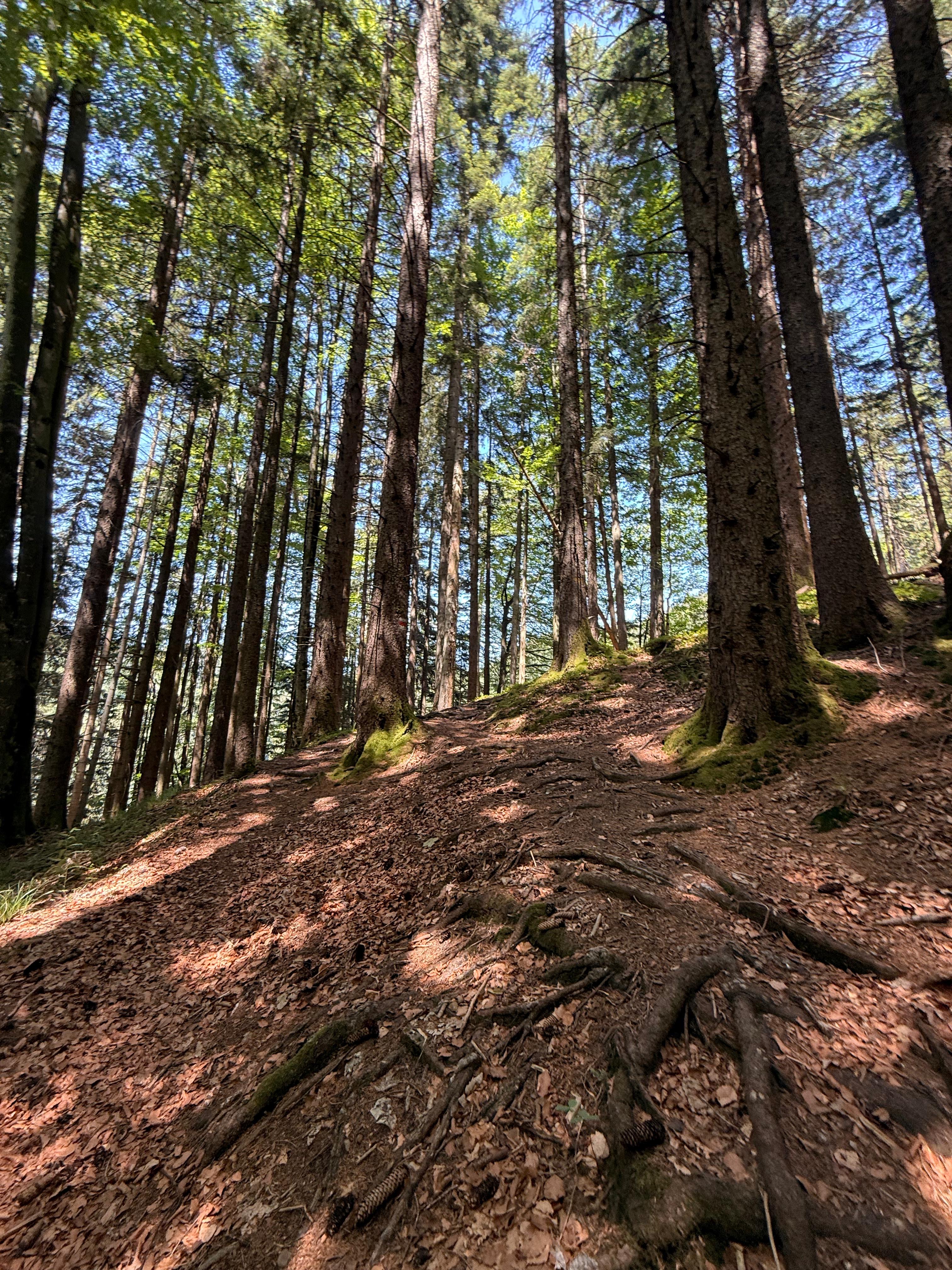 /user/pages/02.berichte/gelungener-wandertag-des-ksv-goetzis/9fc3afec-33f0-4bf3-8895-9b10f97cca99.JPG